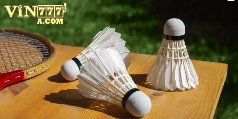 Thông tin về luật và các kèo cá cược cầu lông Vin777